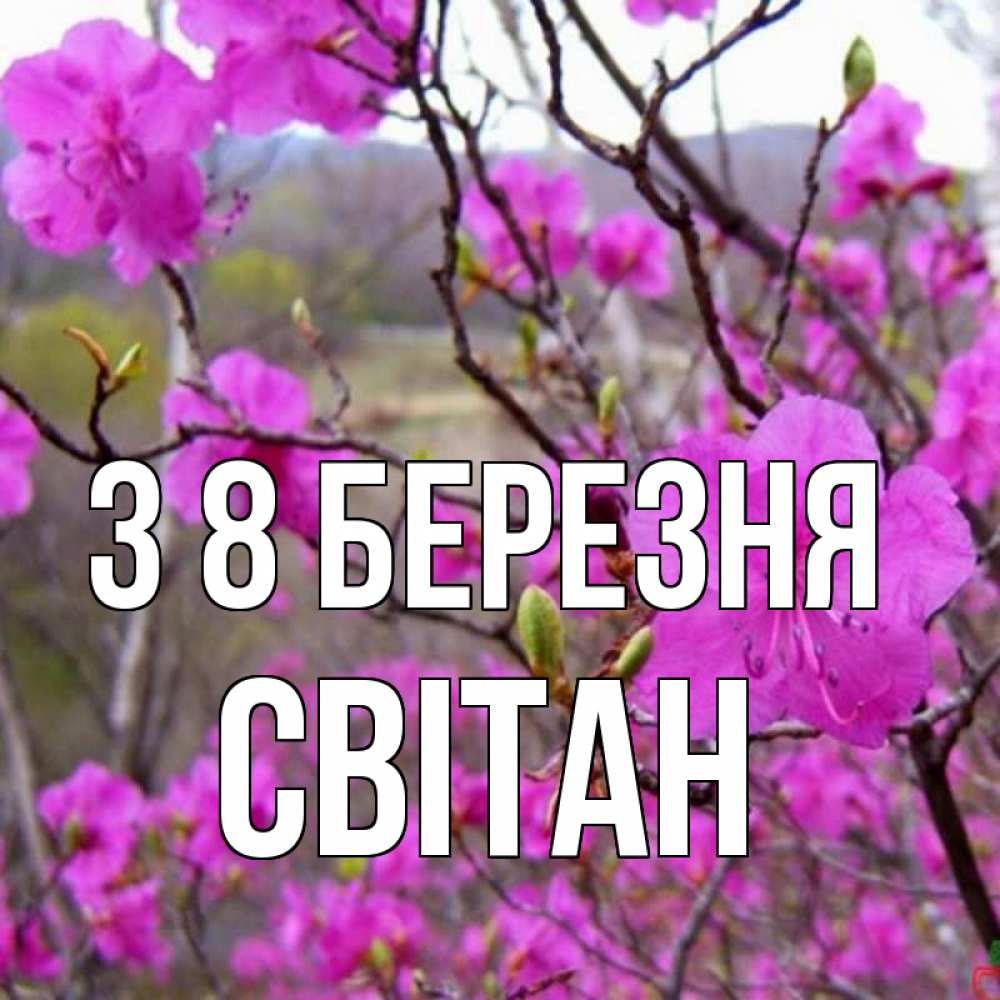 Открытка на каждый день з підписом, Світан З 8 БЕРЕЗНЯ международный женский день Прикольна листівка з побажанням онлайн скачати безкоштовно 