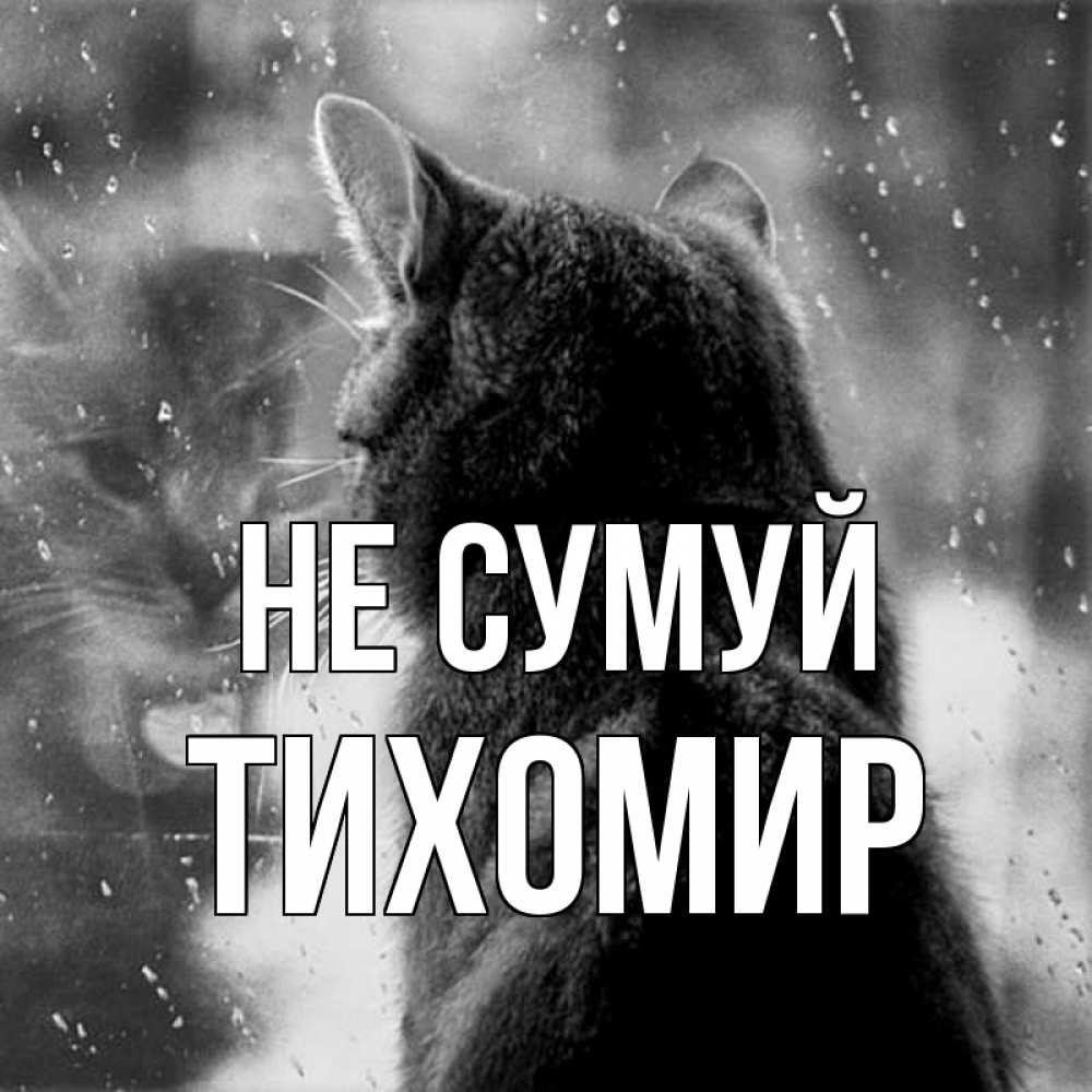 Открытка на каждый день з підписом, Тихомир Не сумуй отражение кота 1 Прикольна листівка з побажанням онлайн скачати безкоштовно 