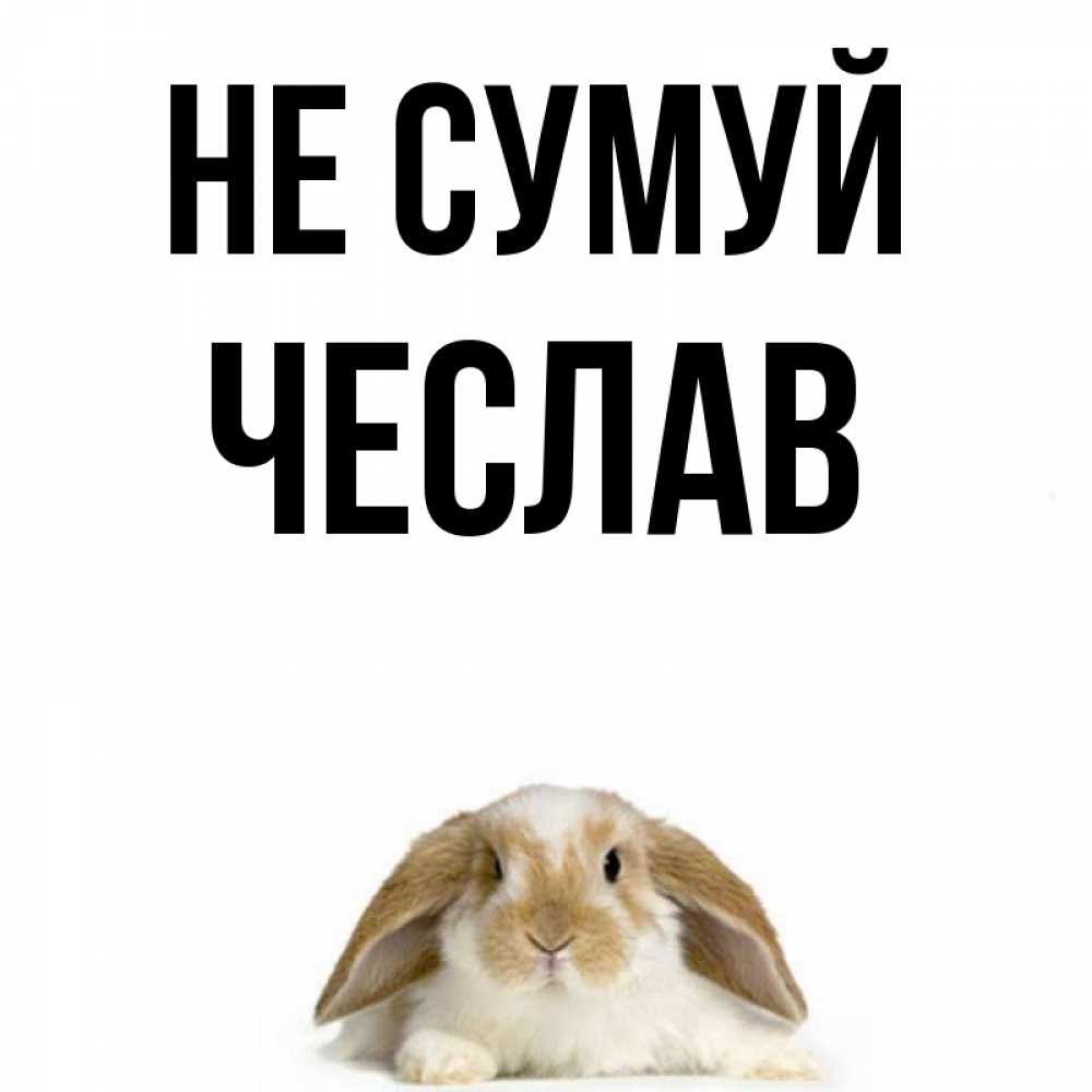 Открытка на каждый день з підписом, Чеслав Не сумуй коричнево белый заяц с большими ушками Прикольна листівка з побажанням онлайн скачати безкоштовно 