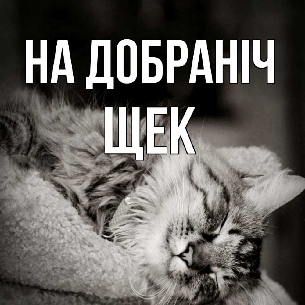 Открытка на каждый день з підписом, Щек На добраніч котярик пушистый Прикольна листівка з побажанням онлайн скачати безкоштовно 