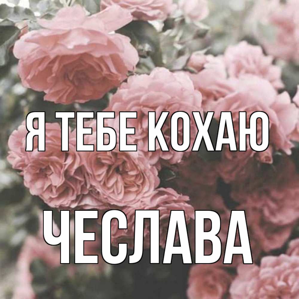 Открытка на каждый день з підписом, Чеслава Я тебе кохаю розы 3 Прикольна листівка з побажанням онлайн скачати безкоштовно 