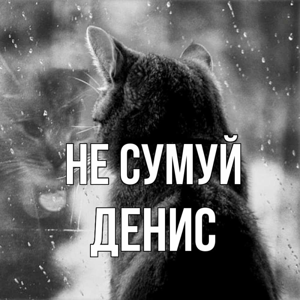 Открытка на каждый день з підписом, Денис Не сумуй отражение кота 1 Прикольна листівка з побажанням онлайн скачати безкоштовно 