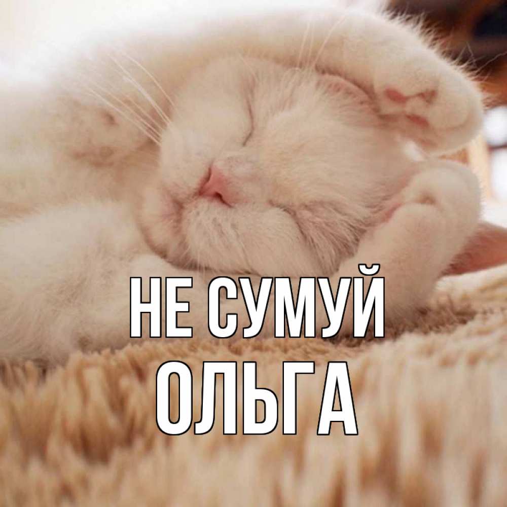 Открытка на каждый день з підписом, Ольга Не сумуй белый кот Прикольна листівка з побажанням онлайн скачати безкоштовно 