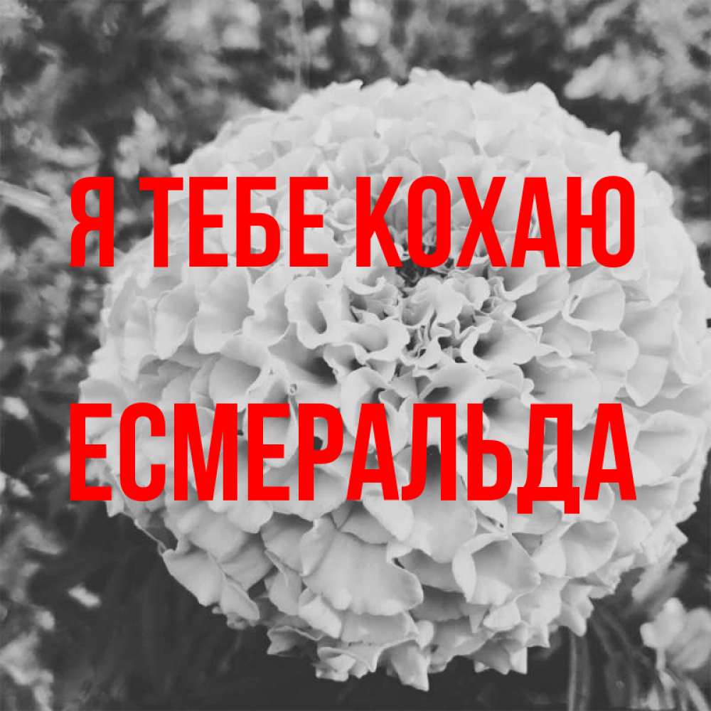 Открытка на каждый день з підписом, Есмеральда Я тебе кохаю подпись Прикольна листівка з побажанням онлайн скачати безкоштовно 