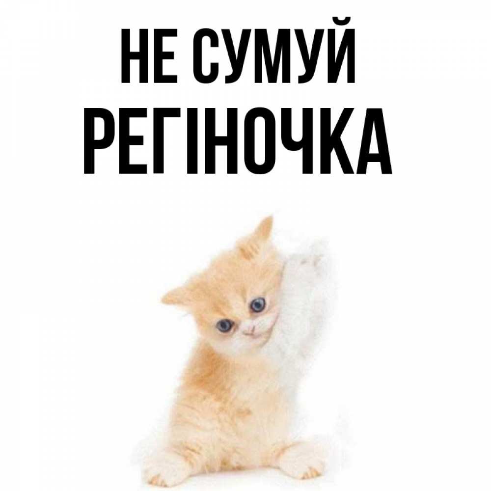 Открытка на каждый день з підписом, Регіночка Не сумуй просящий кот Прикольна листівка з побажанням онлайн скачати безкоштовно 