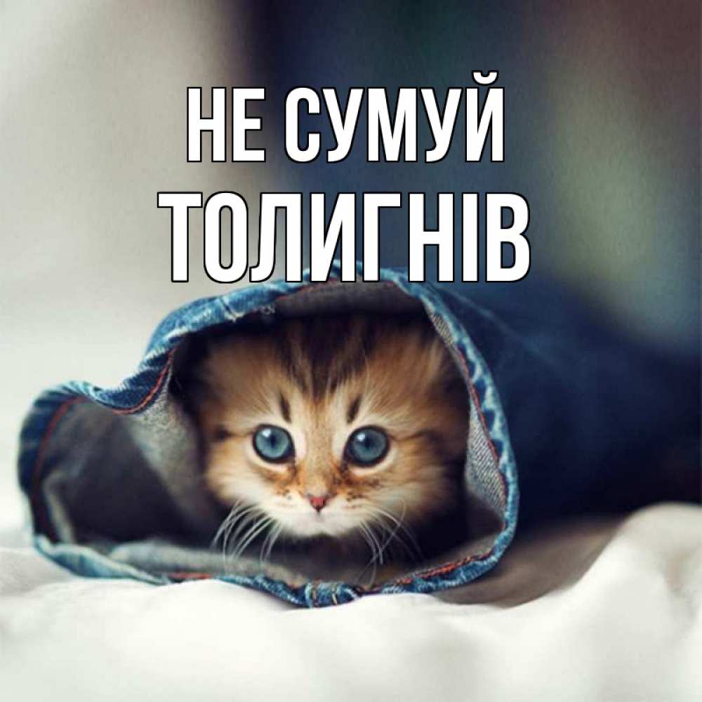 Открытка на каждый день з підписом, Толигнів Не сумуй кот в одежде Прикольна листівка з побажанням онлайн скачати безкоштовно 