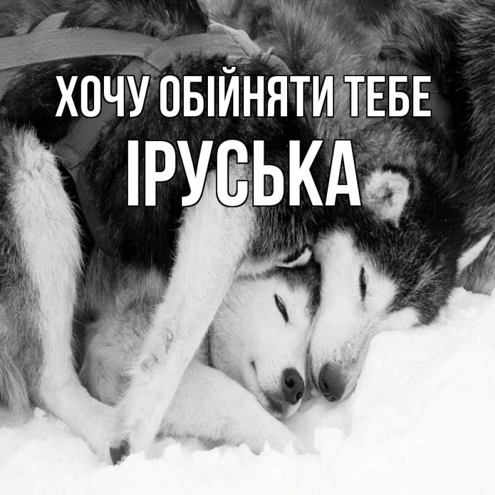 Открытка на каждый день з підписом, Іруська Хочу обійняти тебе собачки в упряжке Прикольна листівка з побажанням онлайн скачати безкоштовно 