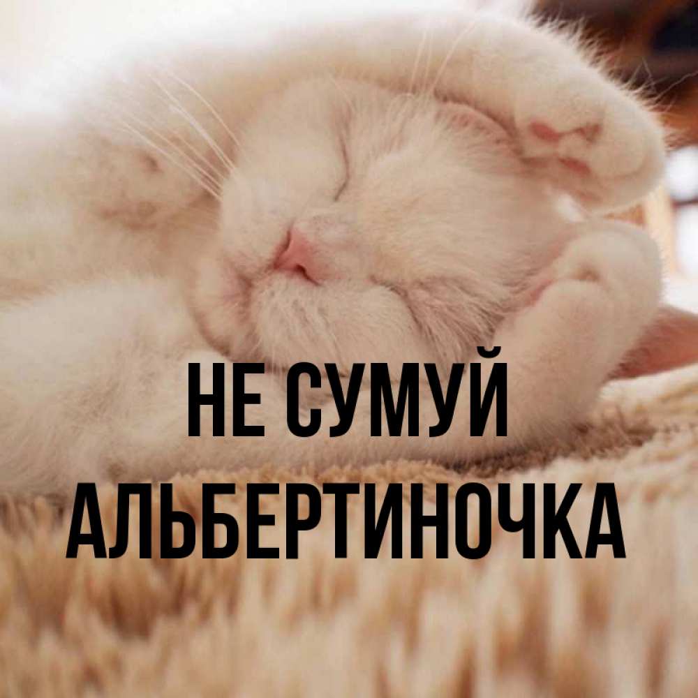 Открытка на каждый день з підписом, Альбертиночка Не сумуй Котенок спит Прикольна листівка з побажанням онлайн скачати безкоштовно 