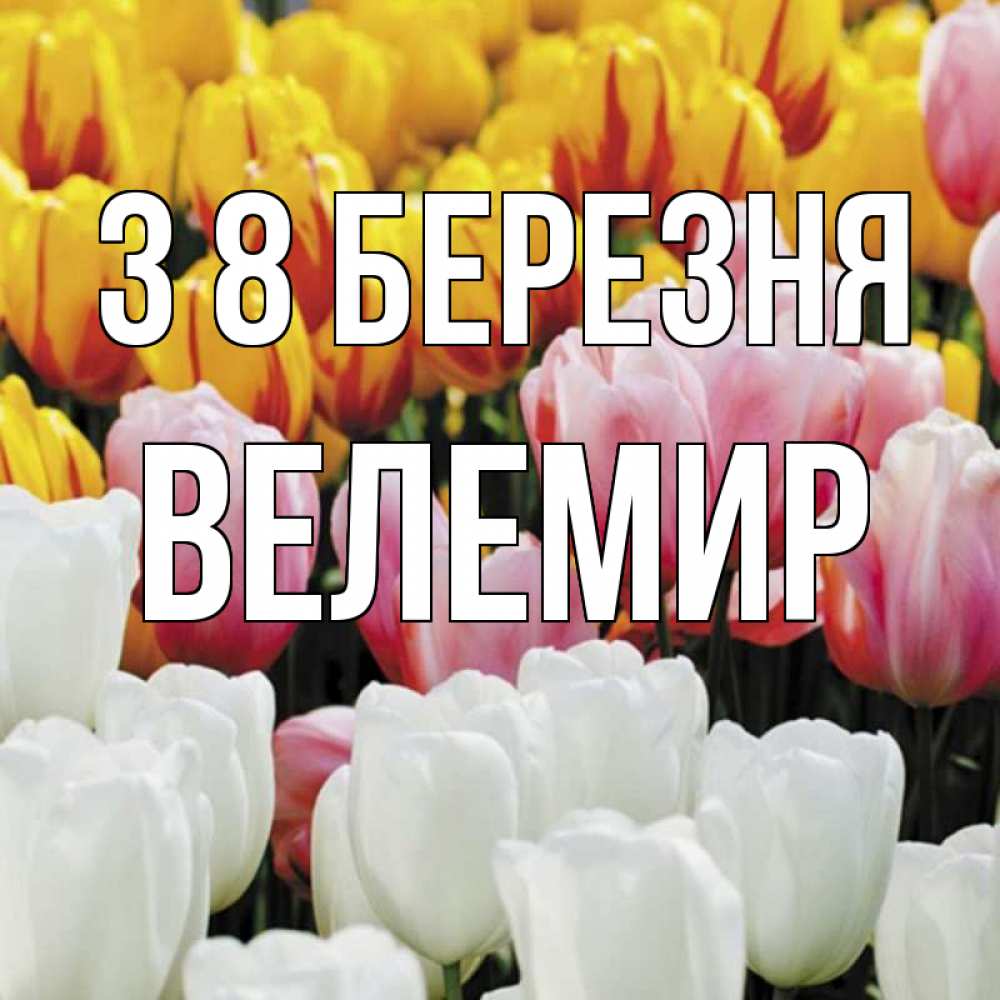 Открытка на каждый день з підписом, Велемир З 8 БЕРЕЗНЯ разноцветные цветы Прикольна листівка з побажанням онлайн скачати безкоштовно 