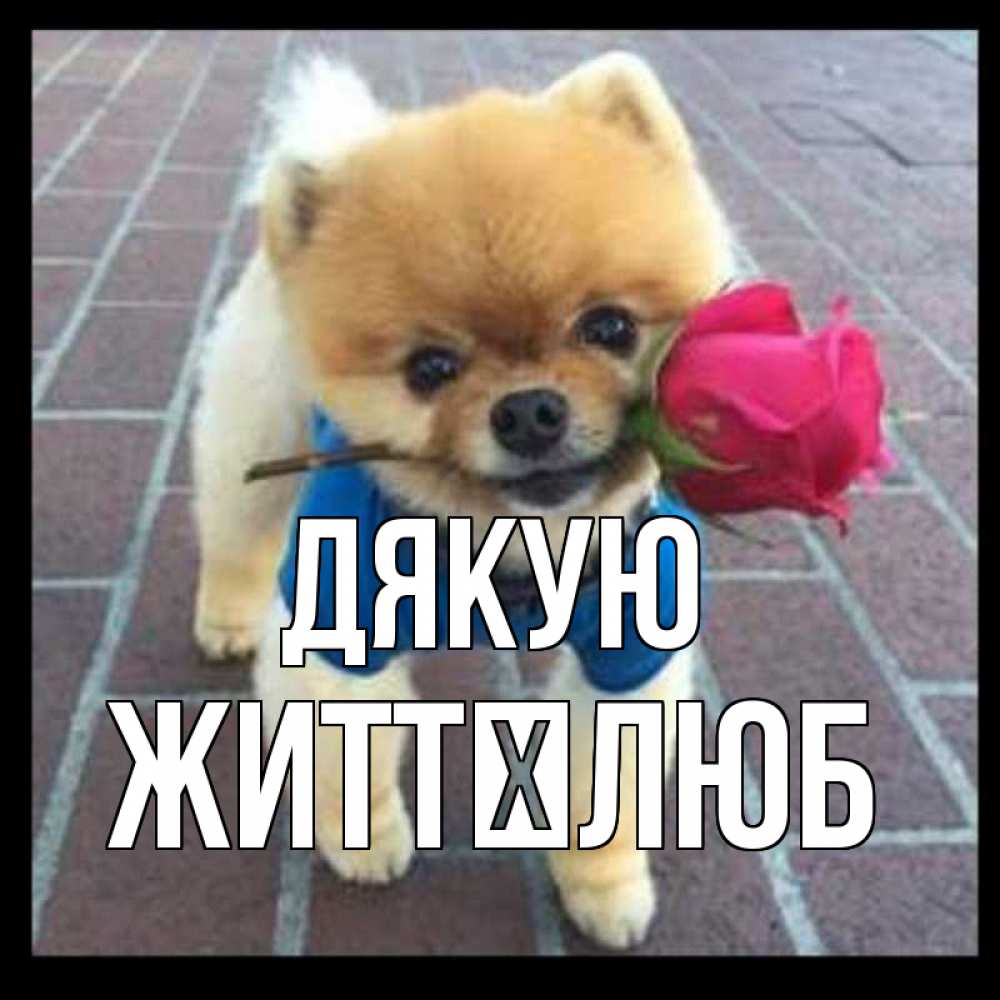 Открытка на каждый день з підписом, Життєлюб Дякую спасибо и дарю тебе цветок Прикольна листівка з побажанням онлайн скачати безкоштовно 