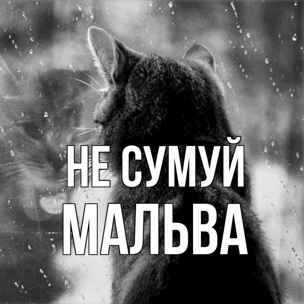 Открытка на каждый день з підписом, Мальва Не сумуй отражение кота 1 Прикольна листівка з побажанням онлайн скачати безкоштовно 