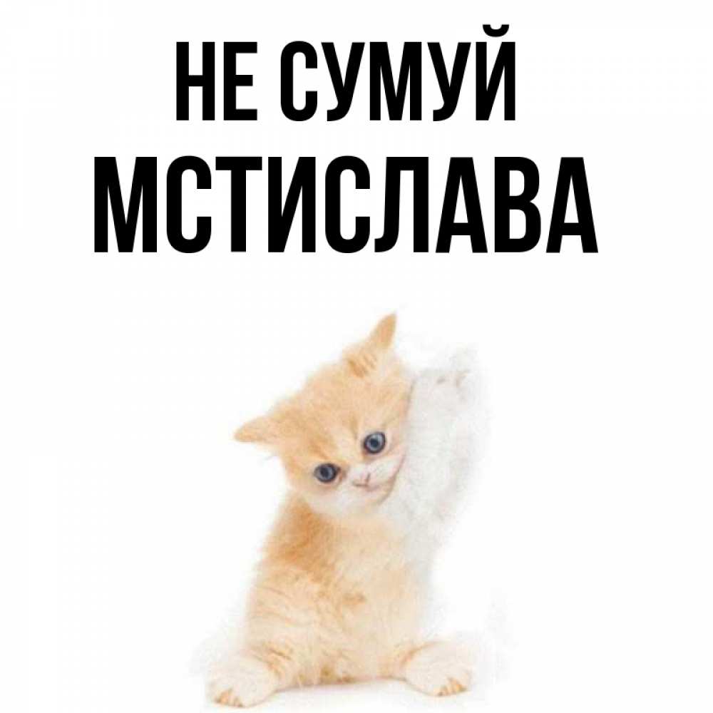 Открытка на каждый день з підписом, Мстислава Не сумуй просящий кот Прикольна листівка з побажанням онлайн скачати безкоштовно 