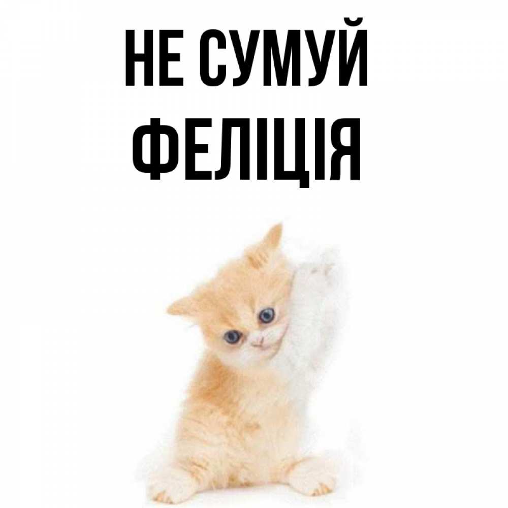 Открытка на каждый день з підписом, Феліція Не сумуй просящий кот Прикольна листівка з побажанням онлайн скачати безкоштовно 