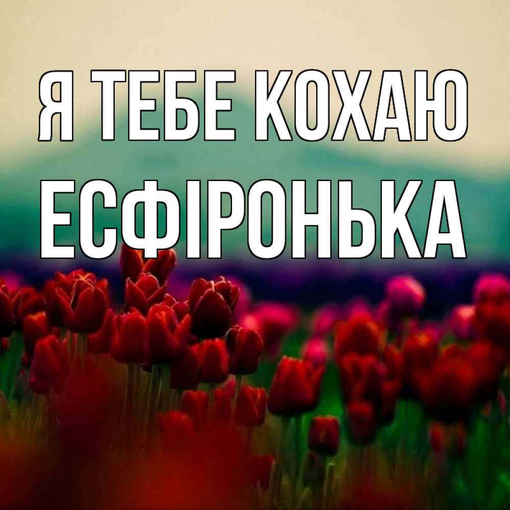 Открытка на каждый день з підписом, Есфіронька Я тебе кохаю тюльпаны 4 Прикольна листівка з побажанням онлайн скачати безкоштовно 