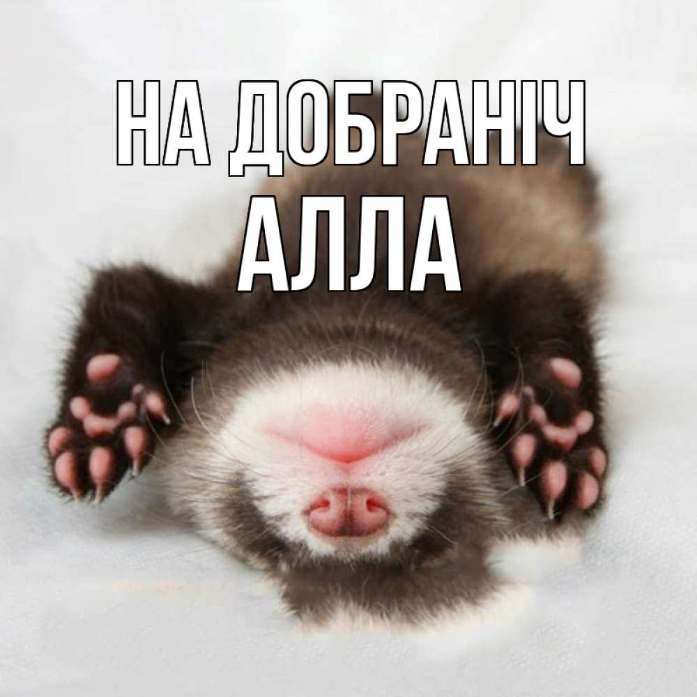 Открытка на каждый день з підписом, Алла На добраніч зверек Прикольна листівка з побажанням онлайн скачати безкоштовно 