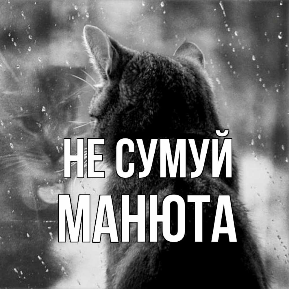 Открытка на каждый день з підписом, Манюта Не сумуй отражение кота 1 Прикольна листівка з побажанням онлайн скачати безкоштовно 