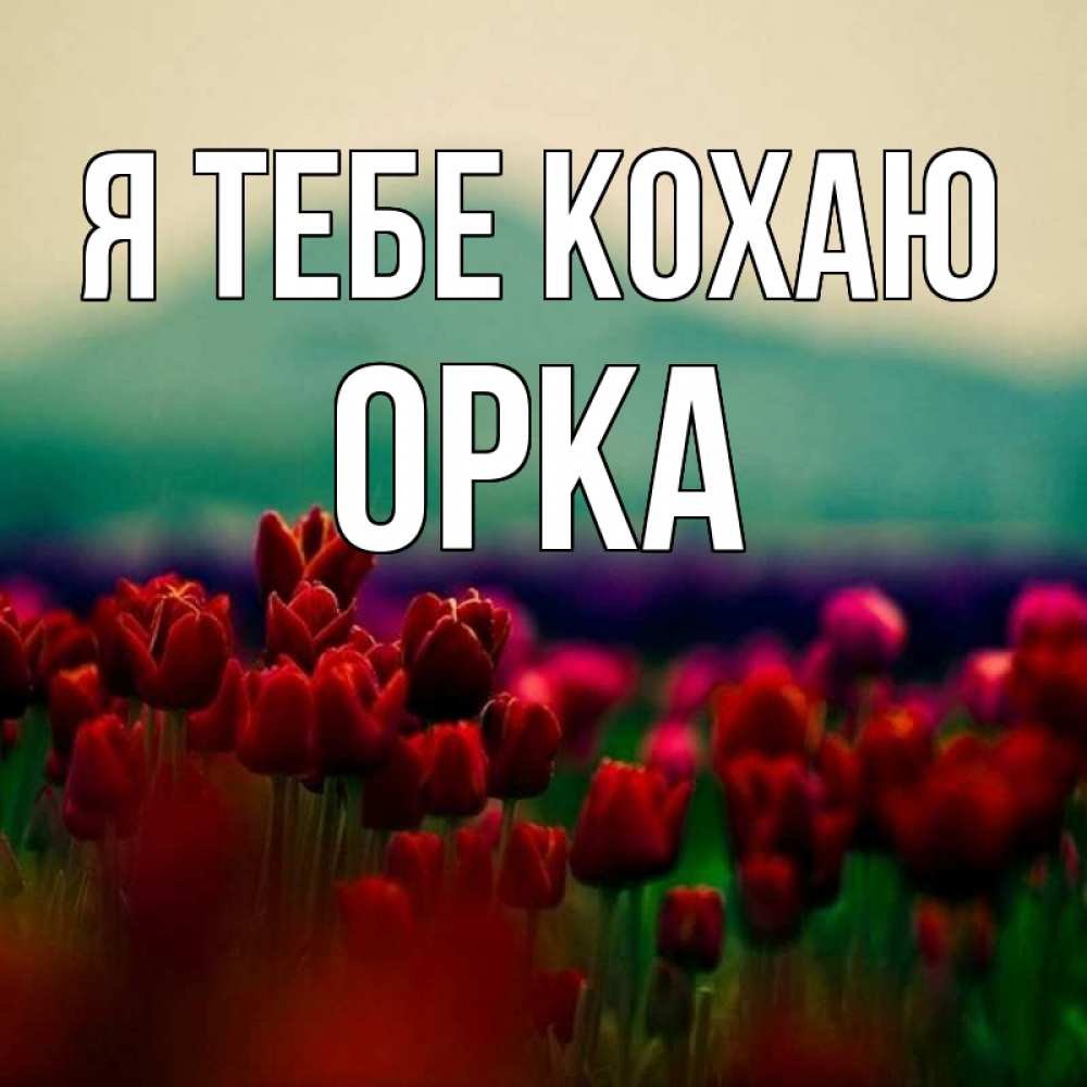 Открытка на каждый день з підписом, Орка Я тебе кохаю тюльпаны 4 Прикольна листівка з побажанням онлайн скачати безкоштовно 