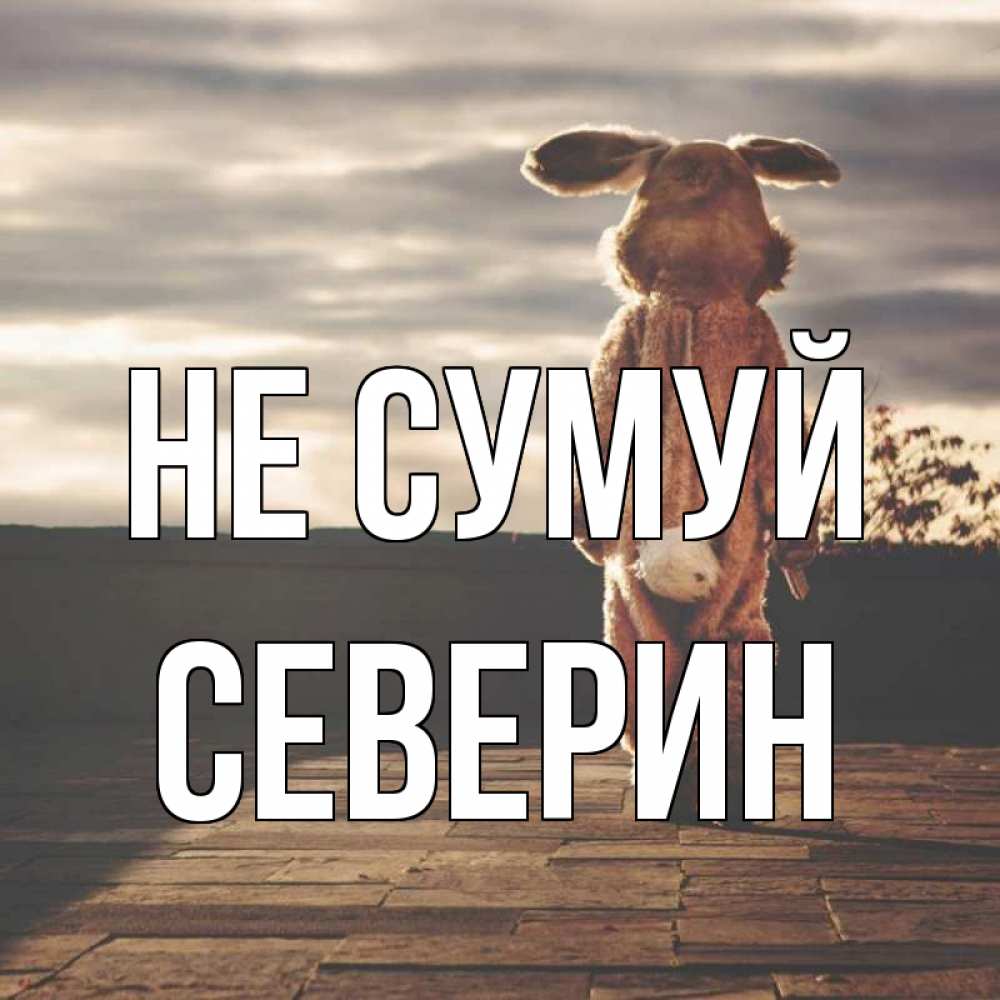 Открытка на каждый день з підписом, Северин Не сумуй со спины Прикольна листівка з побажанням онлайн скачати безкоштовно 