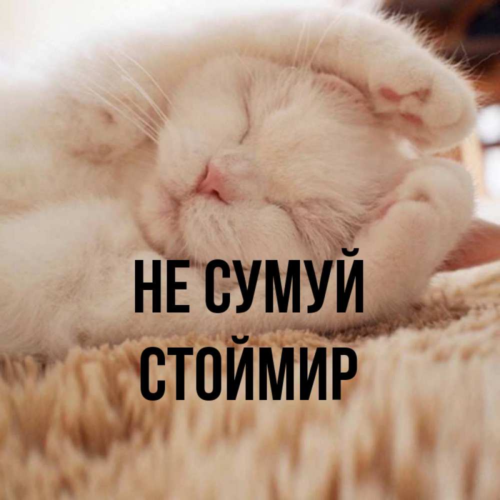 Открытка на каждый день з підписом, Стоймир Не сумуй Котенок спит Прикольна листівка з побажанням онлайн скачати безкоштовно 