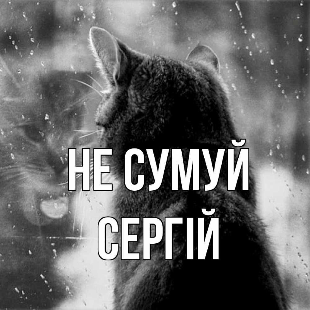 Открытка на каждый день з підписом, Сергій Не сумуй отражение кота 1 Прикольна листівка з побажанням онлайн скачати безкоштовно 