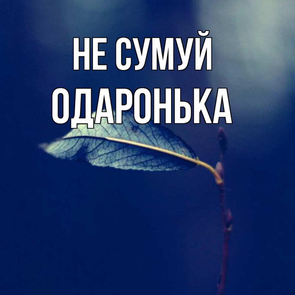 Открытка на каждый день з підписом, Одаронька Не сумуй растение Прикольна листівка з побажанням онлайн скачати безкоштовно 