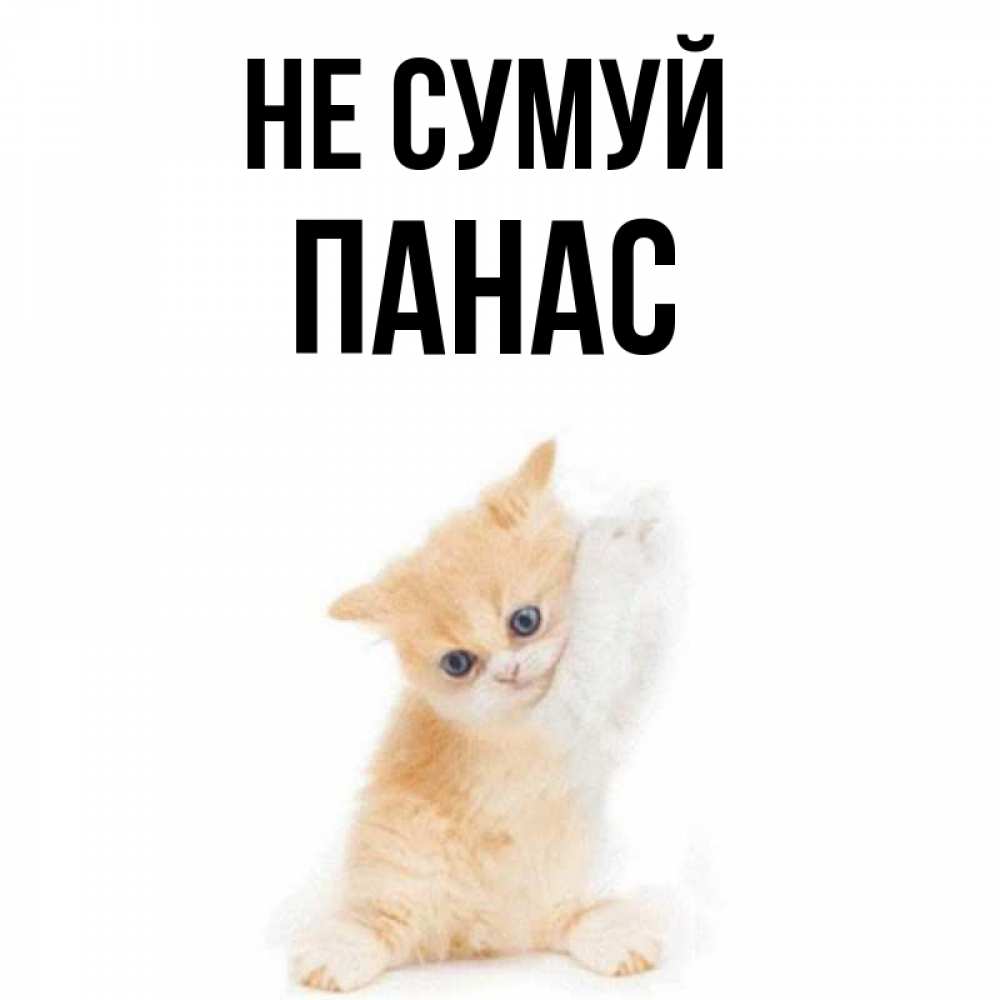 Открытка на каждый день з підписом, Панас Не сумуй просящий кот Прикольна листівка з побажанням онлайн скачати безкоштовно 