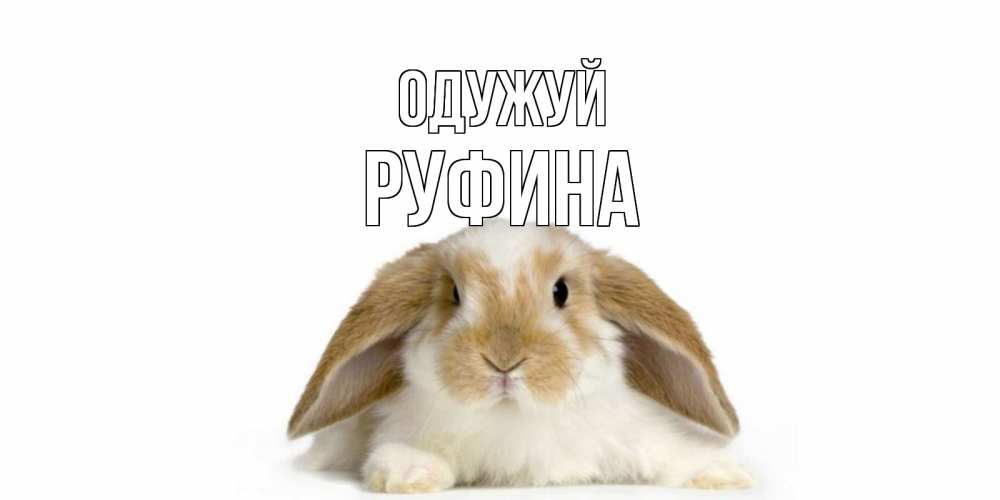 Открытка на каждый день з підписом, Руфина Одужуй вислоухий кролик белого и коричневого цвета Прикольна листівка з побажанням онлайн скачати безкоштовно 