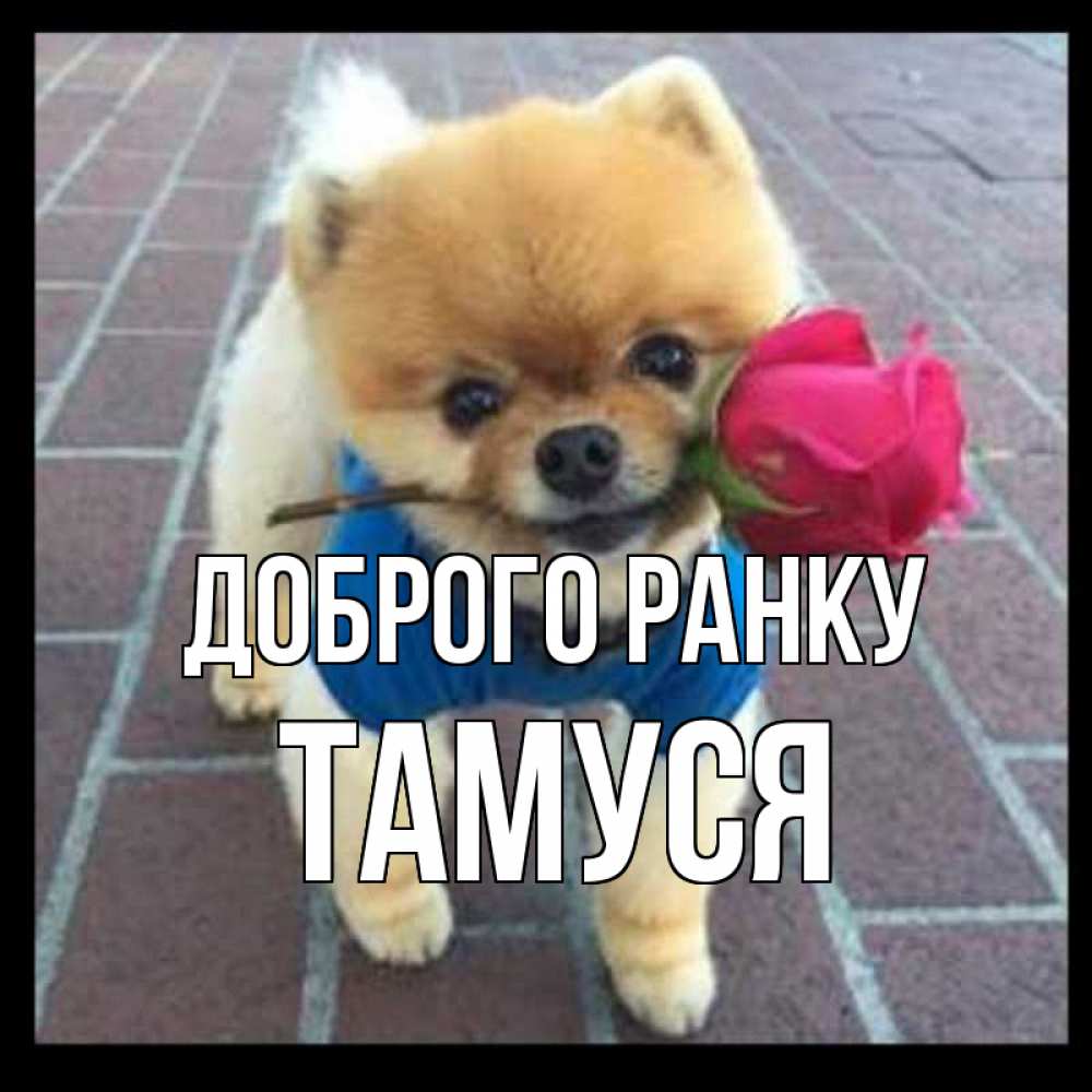 Открытка на каждый день з підписом, Тамуся Доброго ранку роза в зубах Прикольна листівка з побажанням онлайн скачати безкоштовно 