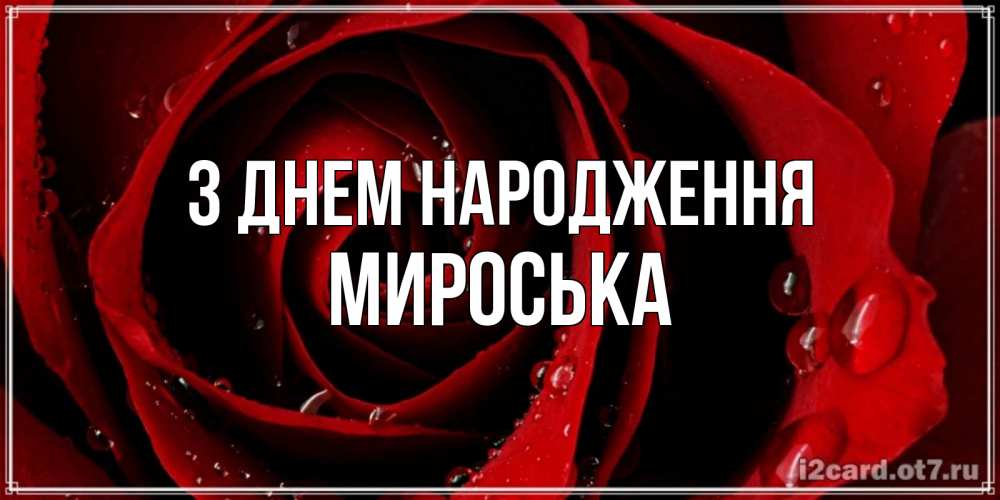 Открытка на каждый день з підписом, Мироська З Днем народження крупная бордовая роза Прикольна листівка з побажанням онлайн скачати безкоштовно 