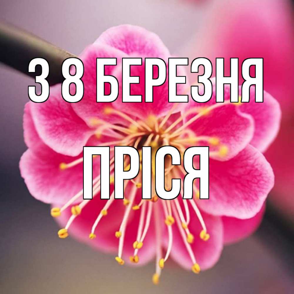 Открытка на каждый день з підписом, Пріся З 8 БЕРЕЗНЯ цветы Прикольна листівка з побажанням онлайн скачати безкоштовно 