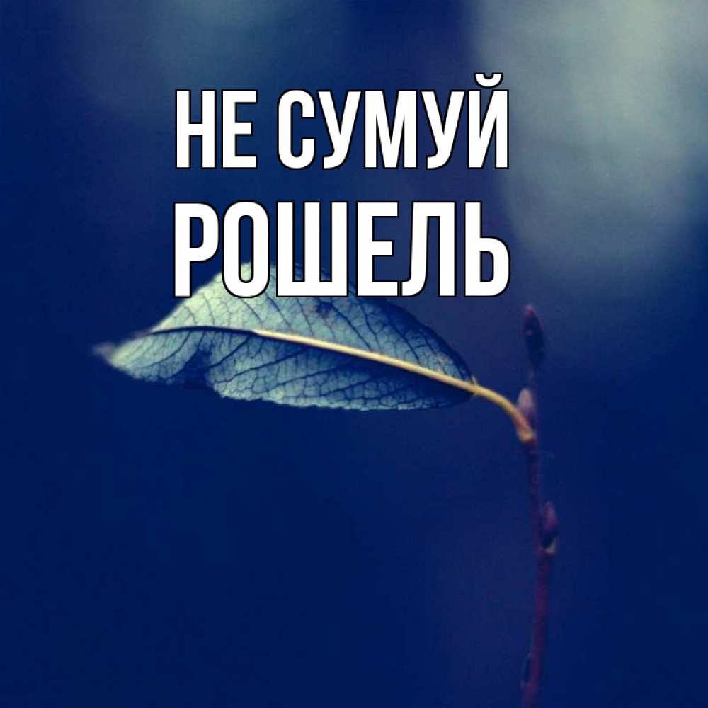 Открытка на каждый день з підписом, Рошель Не сумуй растение Прикольна листівка з побажанням онлайн скачати безкоштовно 
