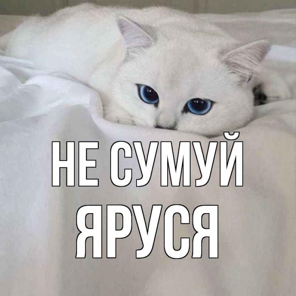 Открытка на каждый день з підписом, Яруся Не сумуй белый кот с голубыми глазами на белоснежной кровати Прикольна листівка з побажанням онлайн скачати безкоштовно 