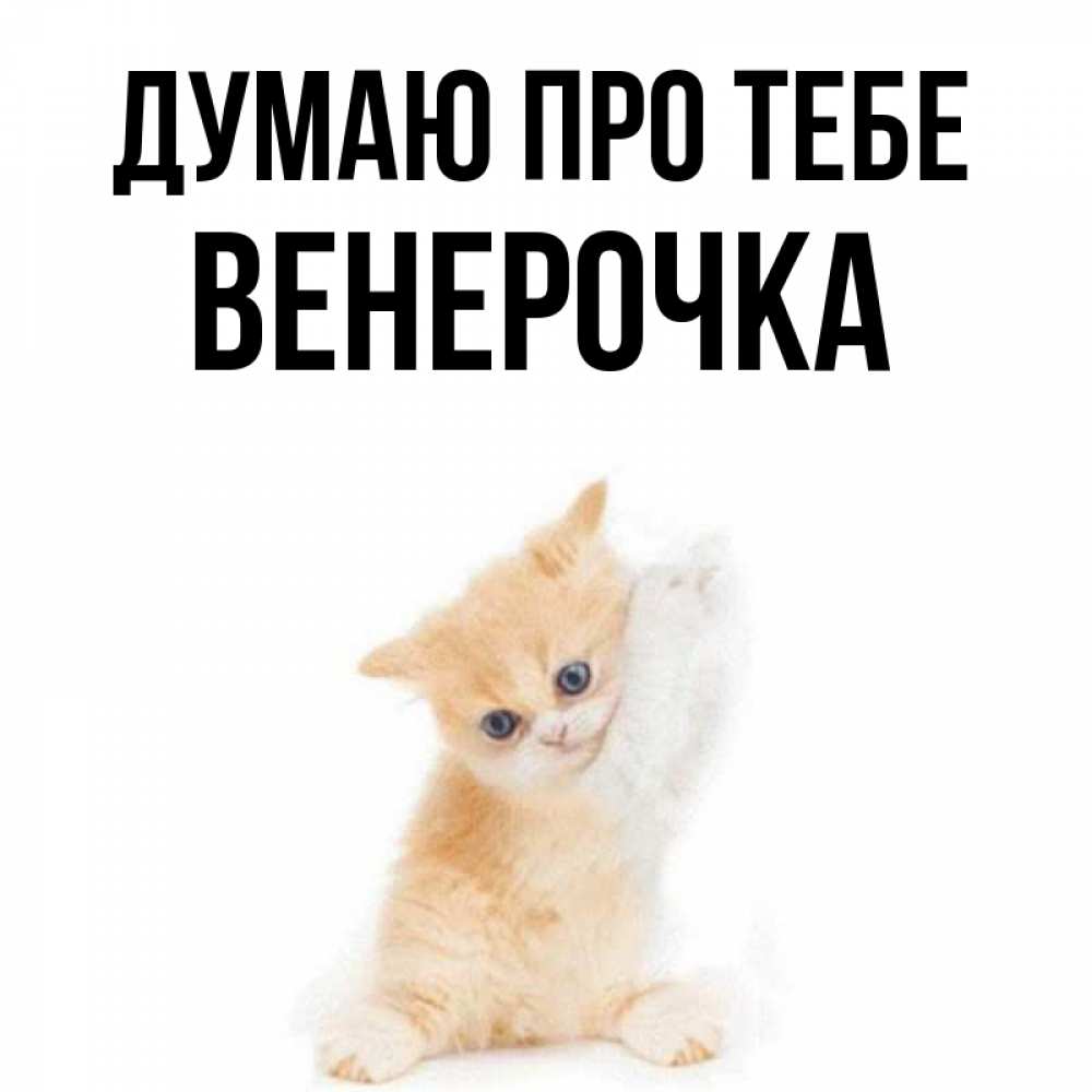 Открытка на каждый день з підписом, Венерочка Думаю про тебе зверушки и милота Прикольна листівка з побажанням онлайн скачати безкоштовно 