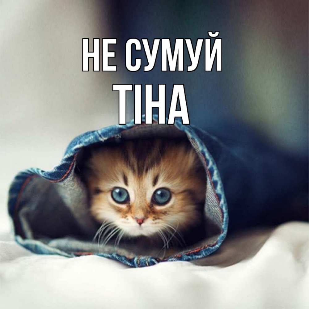 Открытка на каждый день з підписом, Тіна Не сумуй кот в одежде Прикольна листівка з побажанням онлайн скачати безкоштовно 