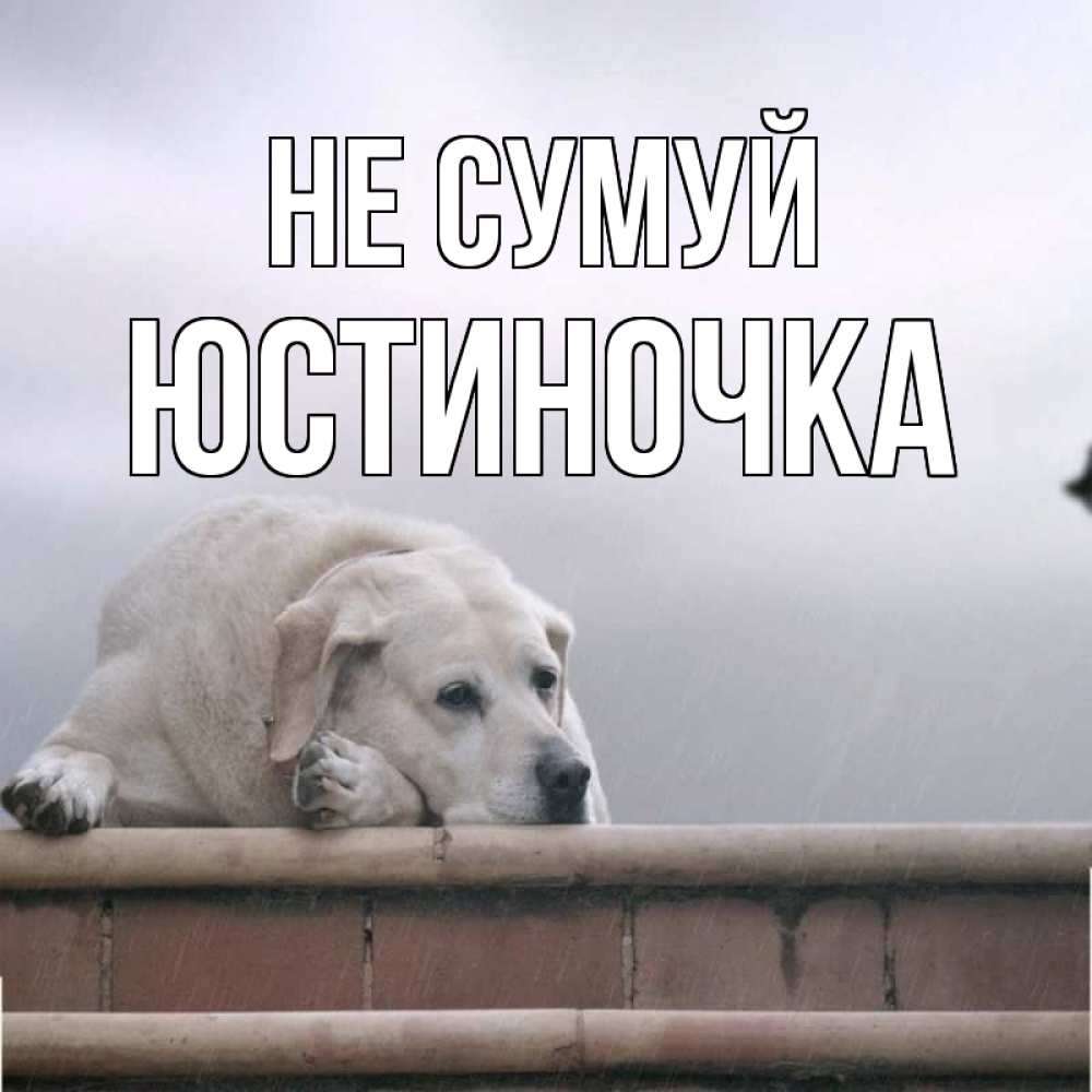 Открытка на каждый день з підписом, Юстиночка Не сумуй белый пес 1 Прикольна листівка з побажанням онлайн скачати безкоштовно 