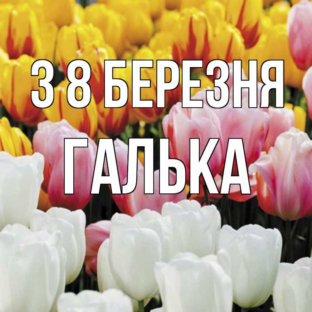 Открытка на каждый день з підписом, Галька З 8 БЕРЕЗНЯ разноцветные цветы Прикольна листівка з побажанням онлайн скачати безкоштовно 