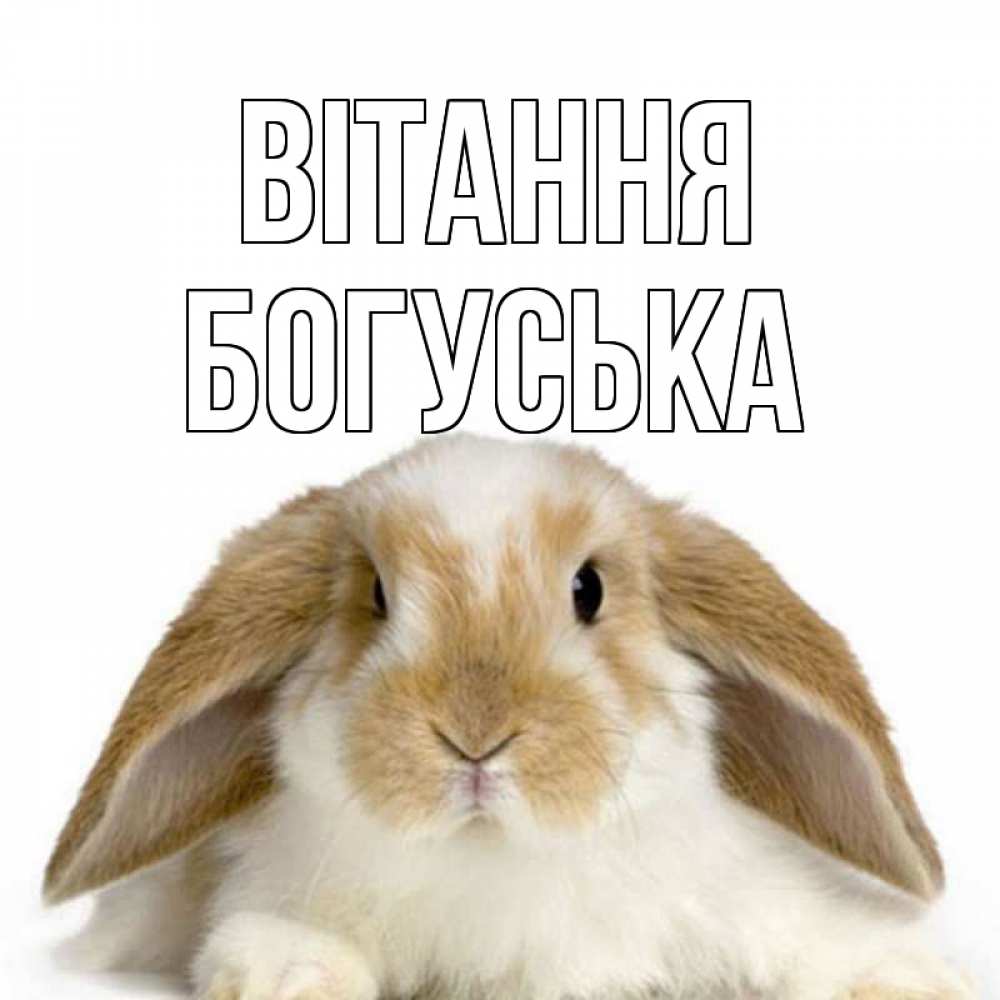 Открытка на каждый день з підписом, Богуська Вітання с животными Прикольна листівка з побажанням онлайн скачати безкоштовно 