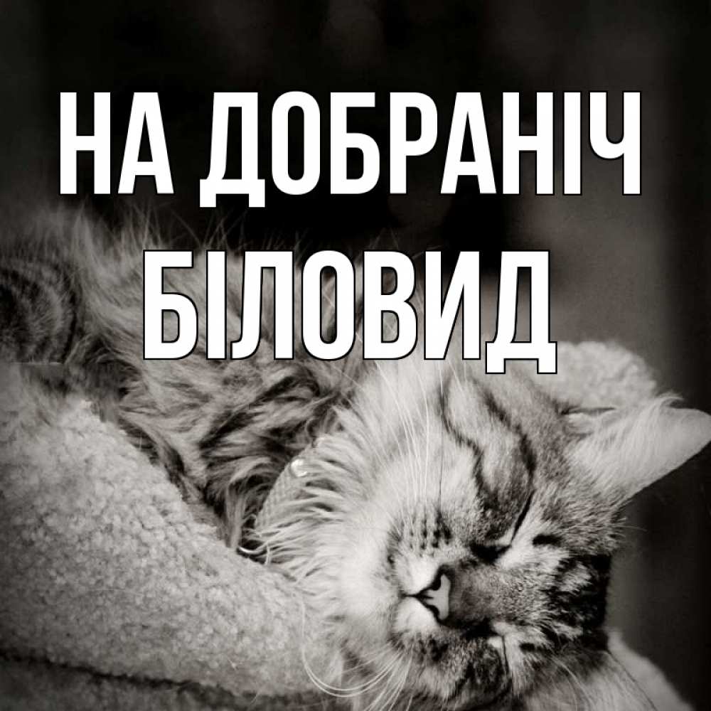 Открытка на каждый день з підписом, Біловид На добраніч котярик пушистый Прикольна листівка з побажанням онлайн скачати безкоштовно 