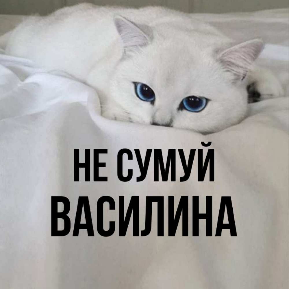 Открытка на каждый день з підписом, Василина Не сумуй Голубоглазая кошка Прикольна листівка з побажанням онлайн скачати безкоштовно 