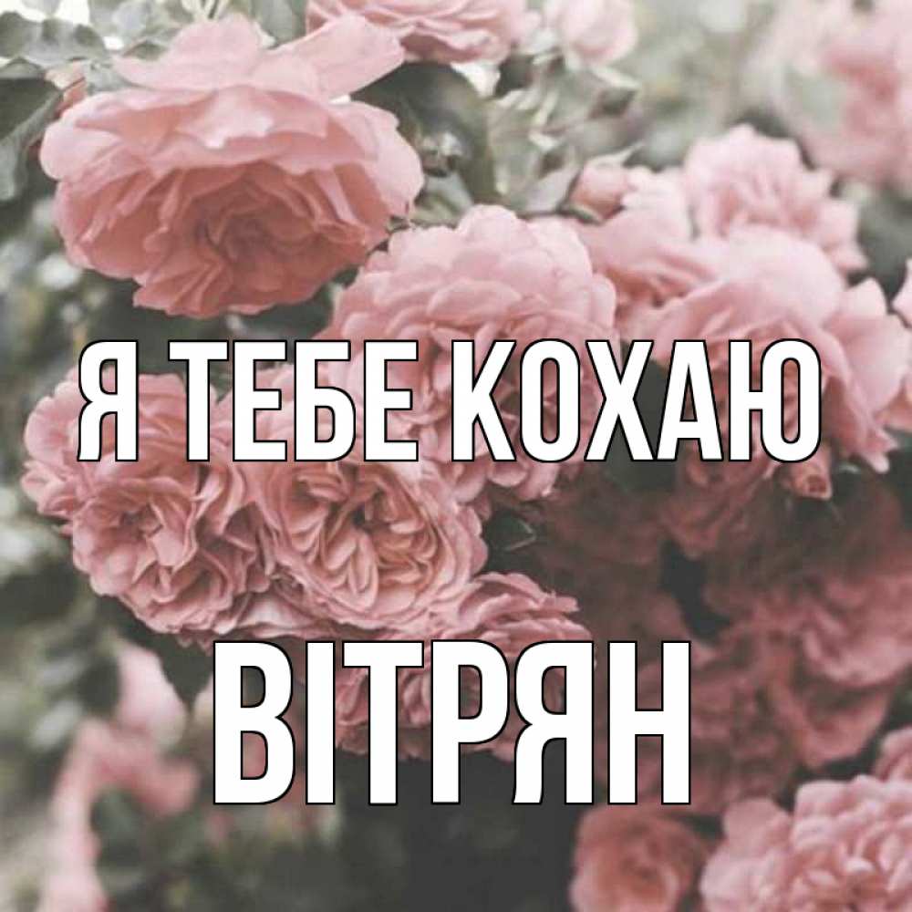 Открытка на каждый день з підписом, Вітрян Я тебе кохаю розы 3 Прикольна листівка з побажанням онлайн скачати безкоштовно 