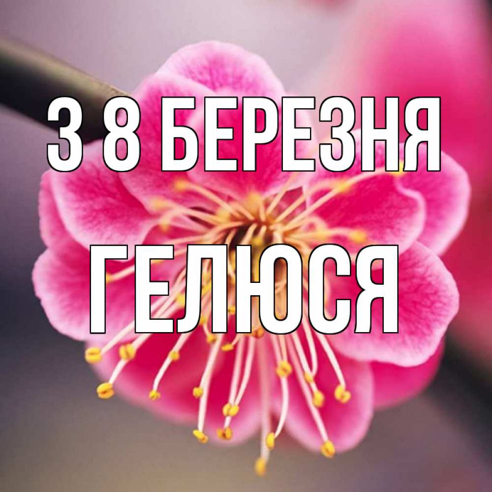 Открытка на каждый день з підписом, Гелюся З 8 БЕРЕЗНЯ цветы Прикольна листівка з побажанням онлайн скачати безкоштовно 