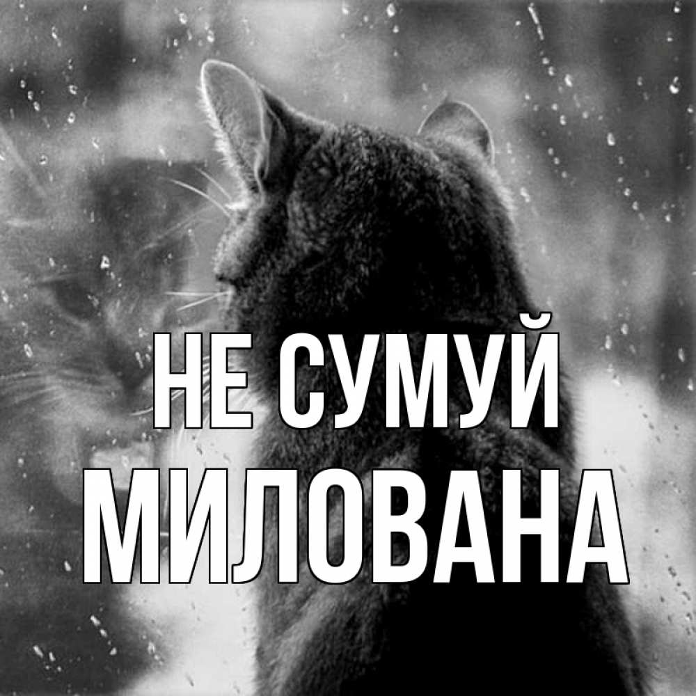 Открытка на каждый день з підписом, Милована Не сумуй отражение кота 1 Прикольна листівка з побажанням онлайн скачати безкоштовно 