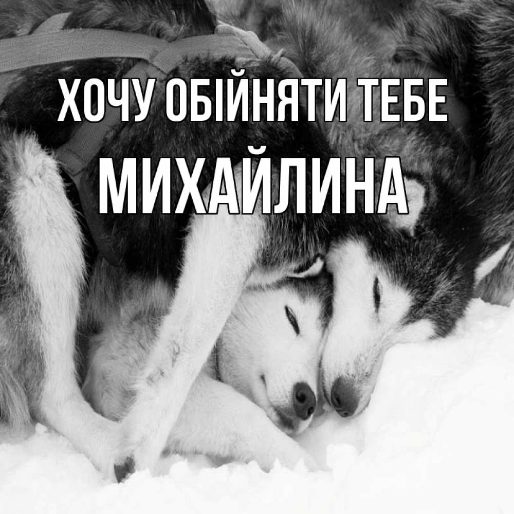 Открытка на каждый день з підписом, Михайлина Хочу обійняти тебе собачки в упряжке Прикольна листівка з побажанням онлайн скачати безкоштовно 