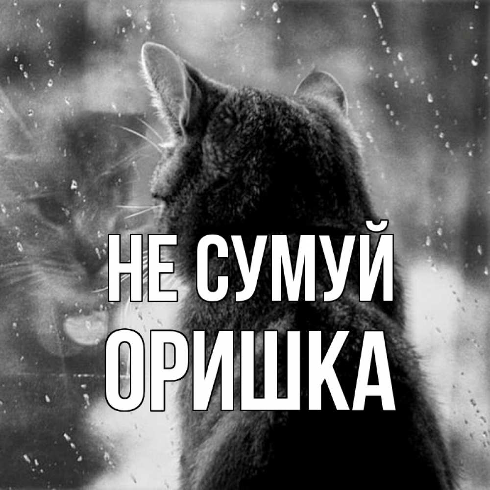 Открытка на каждый день з підписом, Оришка Не сумуй отражение кота 1 Прикольна листівка з побажанням онлайн скачати безкоштовно 