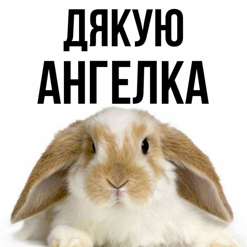 Открытка на каждый день з підписом, Ангелка Дякую коричнево белый заяц Прикольна листівка з побажанням онлайн скачати безкоштовно 