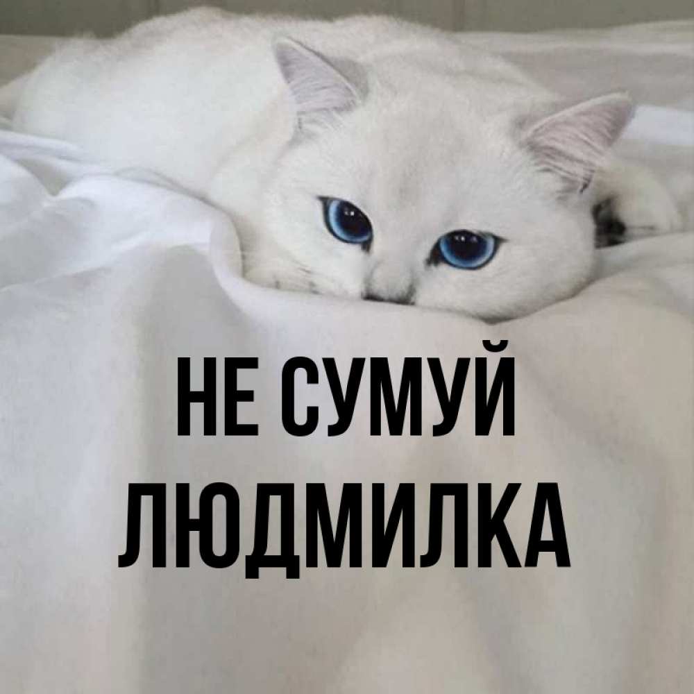 Открытка на каждый день з підписом, Людмилка Не сумуй Голубоглазая кошка Прикольна листівка з побажанням онлайн скачати безкоштовно 