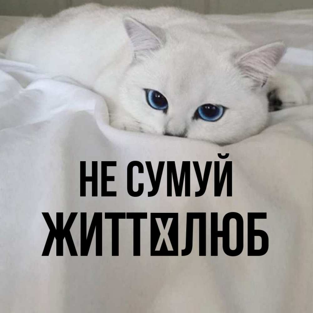 Открытка на каждый день з підписом, Життєлюб Не сумуй Голубоглазая кошка Прикольна листівка з побажанням онлайн скачати безкоштовно 