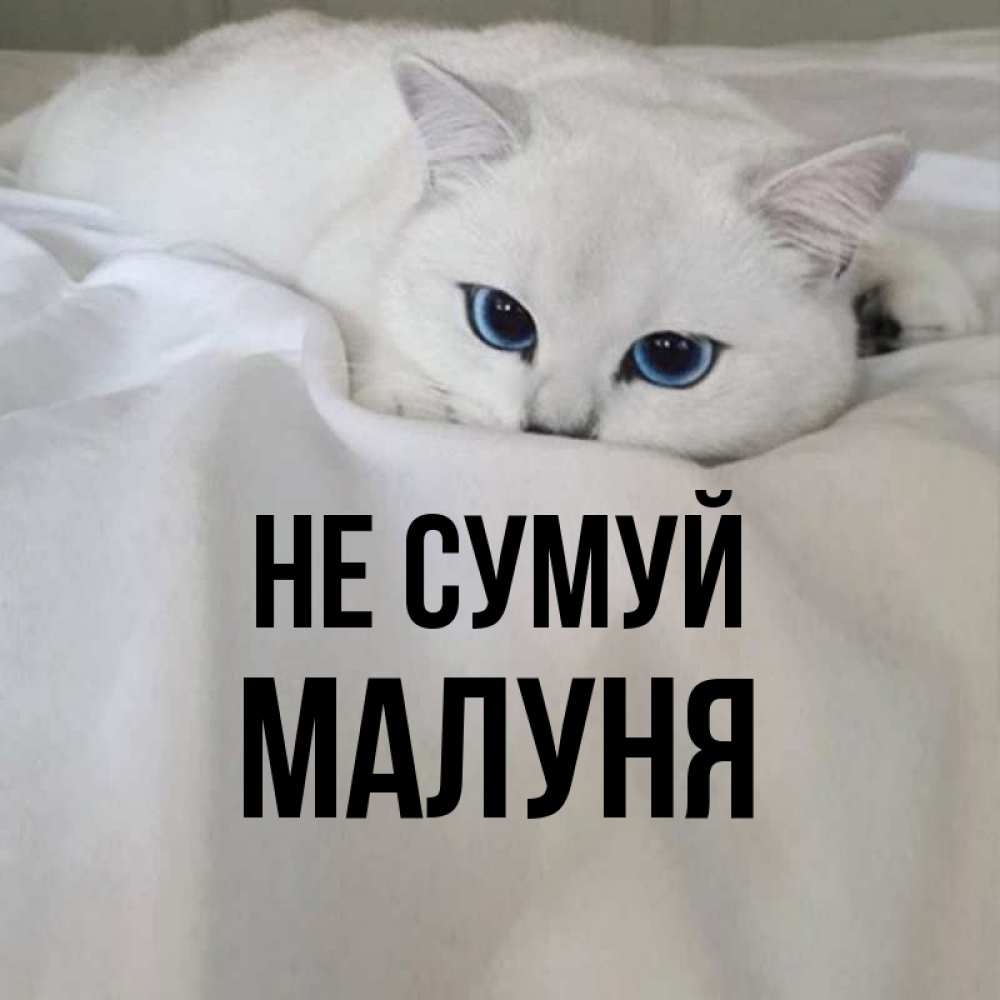 Открытка на каждый день з підписом, Малуня Не сумуй Голубоглазая кошка Прикольна листівка з побажанням онлайн скачати безкоштовно 