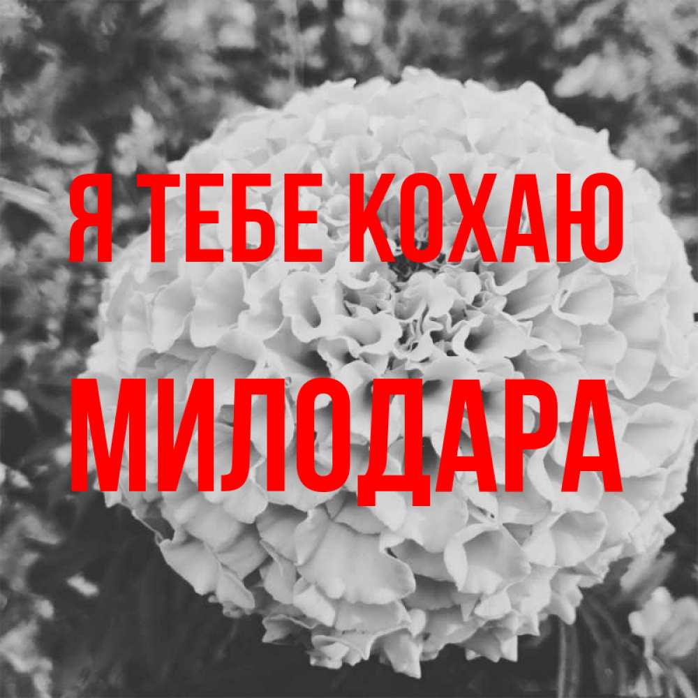 Открытка на каждый день з підписом, Милодара Я тебе кохаю подпись Прикольна листівка з побажанням онлайн скачати безкоштовно 