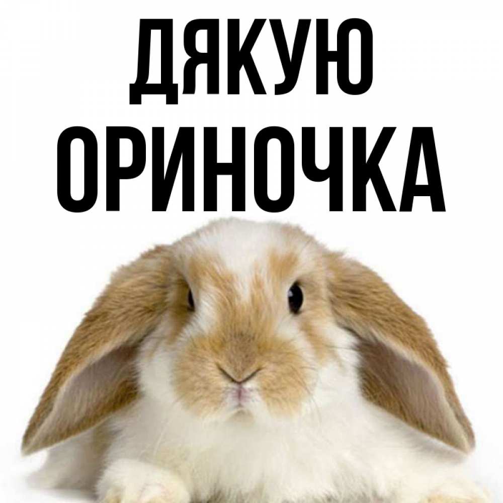 Открытка на каждый день з підписом, Ориночка Дякую коричнево белый заяц Прикольна листівка з побажанням онлайн скачати безкоштовно 